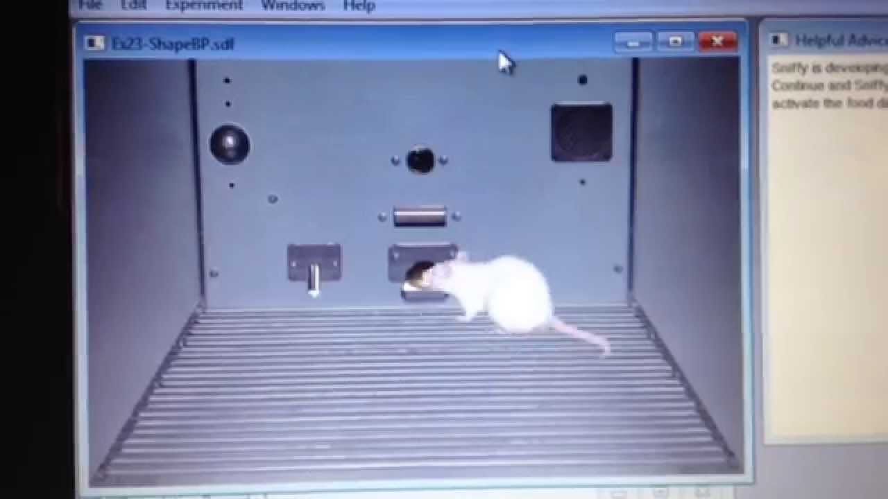 sniffy the virtual rat results